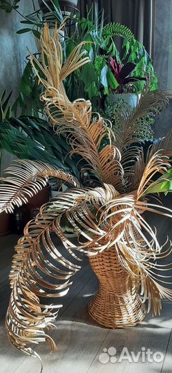 Декор (ветки цикаса высушенные )