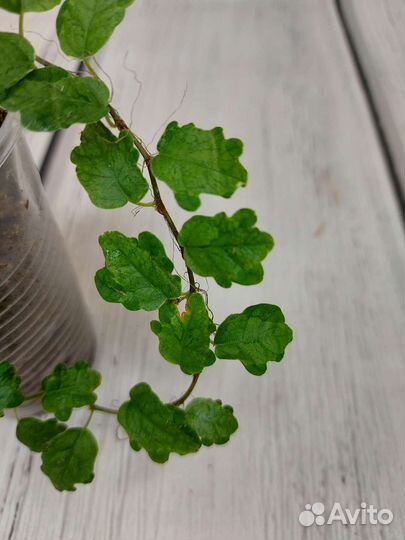 Фикус пумила санни и дорте