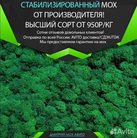 Стабилизированный мох интерьер для стен ягель