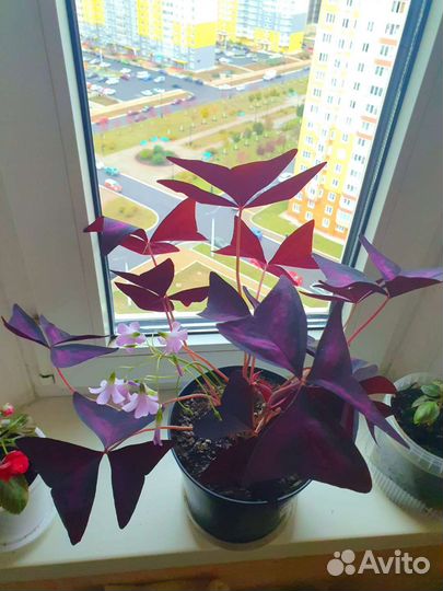 Кислица (бабочка)