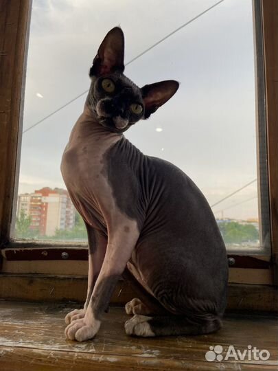 Канадский сфинкс