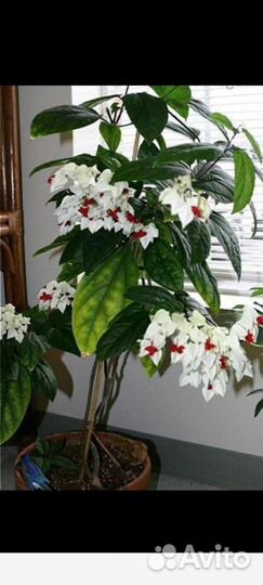 Дендробиум