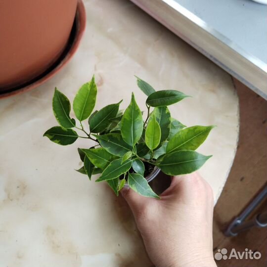 Фикус Лавли