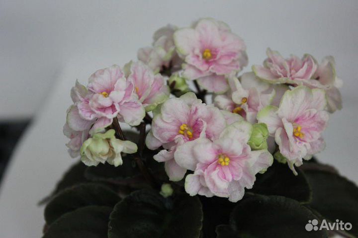 Фиалки сортовые мини и полумини