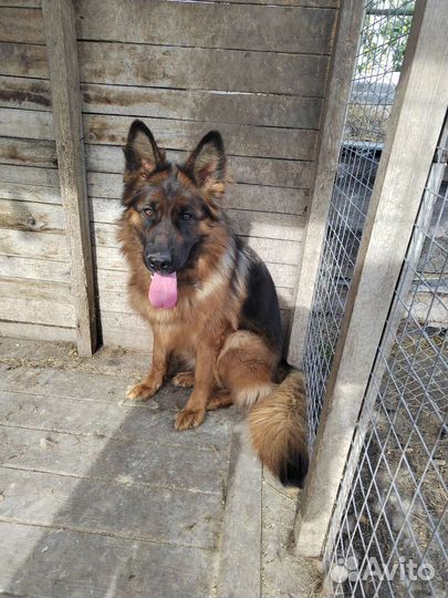 Немецкая овчарка длинношерстная