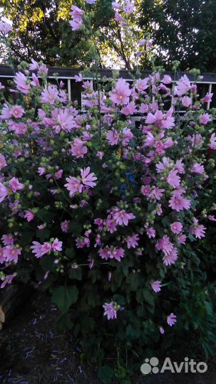 Цветы многолетники