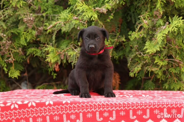 Щенки вео черного окраса