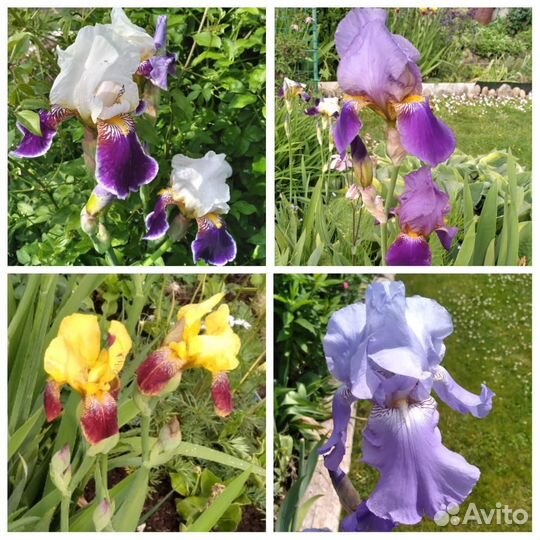 Ирисы бородатые сортовые