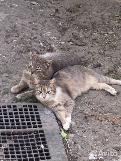 Кошка изумительная охотница