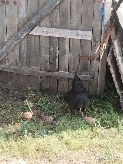 Курица и цыплята