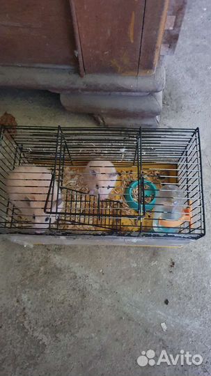 Клетка для хомяков