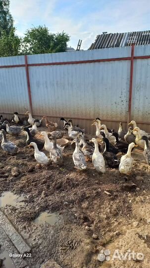 Утки на мясо или на племя