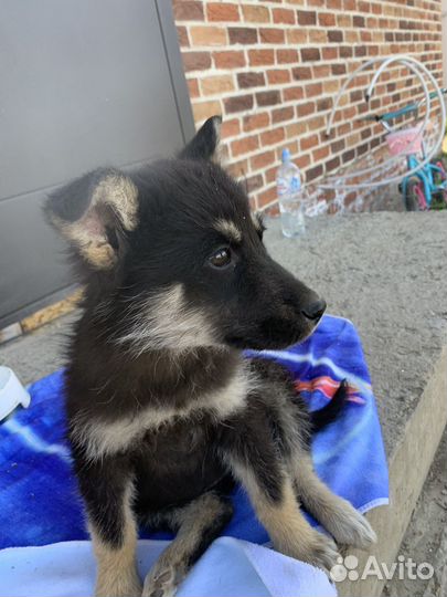 Щенок отдам бесплатно, в хорошие руки