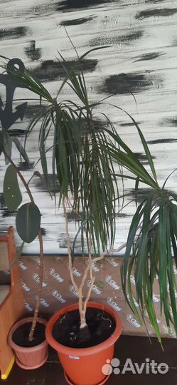 Комнатные цветы