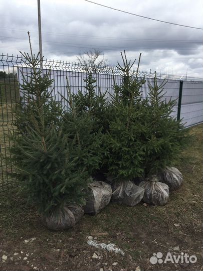 Ель Сибирская (Сизая)