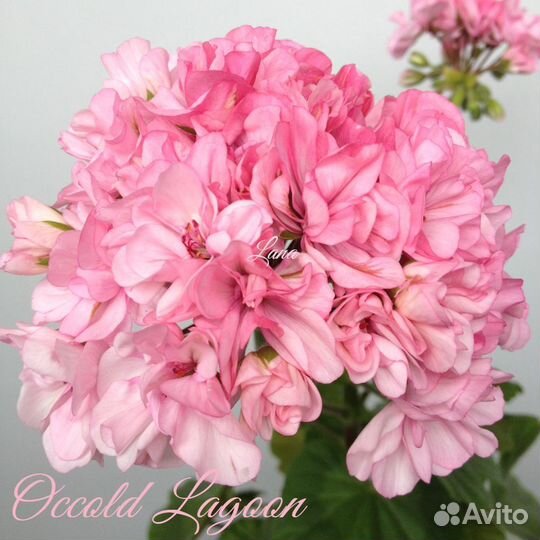 Пеларгония сортовая