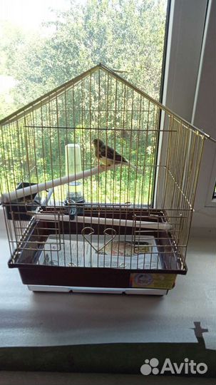 Канарейка с клеткой в хорошим состояние