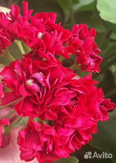 Та Изабелла