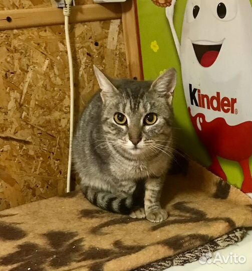 Кошечка Аделина ищет свой дом