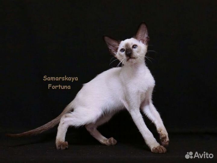 Ориентальные котята из питомника