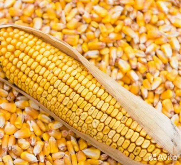 Кукуруза