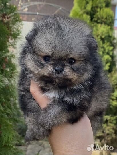 Шпиц Мишуля
