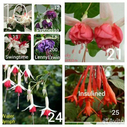 Комнатные растения