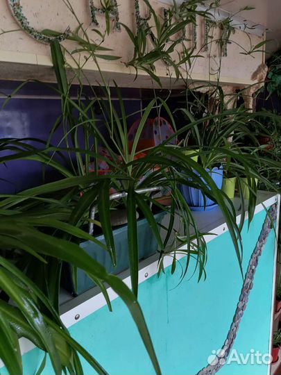 Хлорофитум