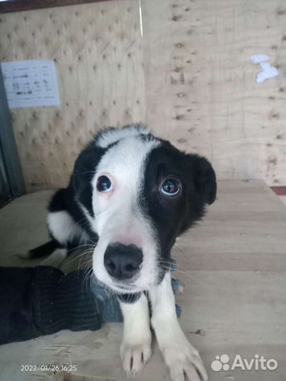 Щенок Лика 3 мес в дар