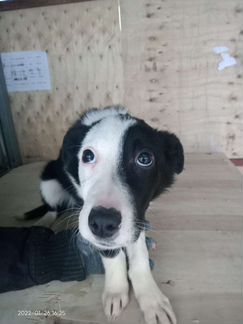 Щенок Лика 3 мес в дар