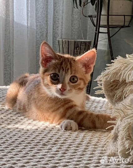 Кошка в дар бесплатно