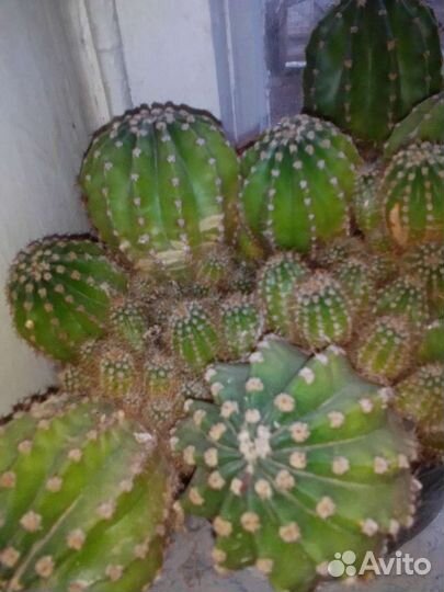 Кактусы разные