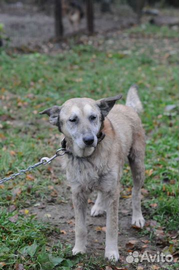 Собака в добрые руки отдам бесплатно