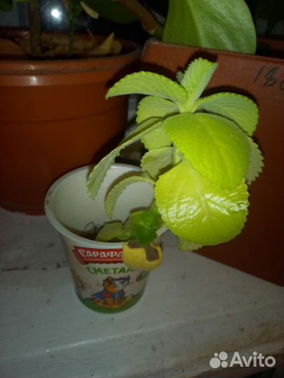 Комнатная мята