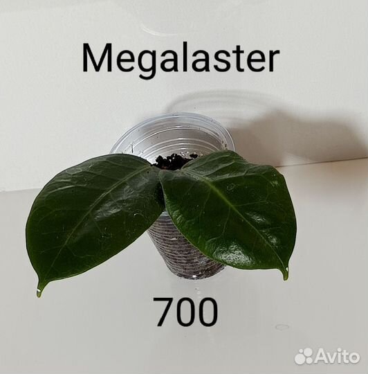 Хойи