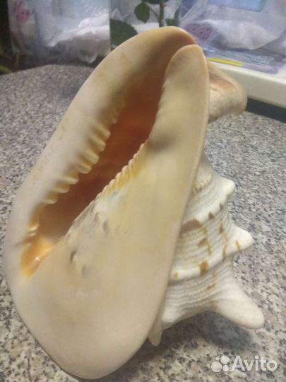 Ракушка большая