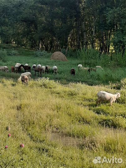 8 ягнят, 8 маток, 11 ярок, 2козла