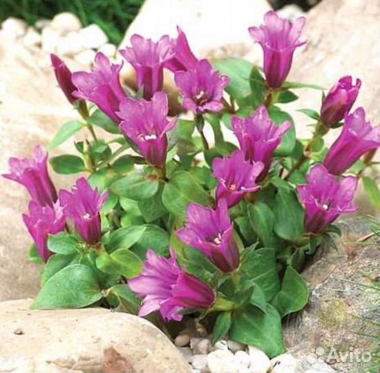 Горечавка Литл Пинк и Тру Блю саженцы