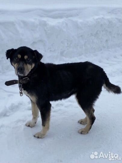 Добрые собаки в добрые руки