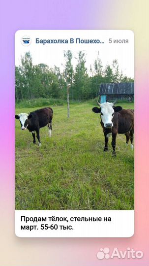 Телки стельные