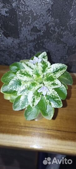 Детки сортовых фиалок