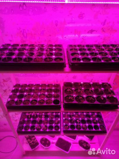 Стеллаж для рассады. Фитостеллаж. Аналог IKEA