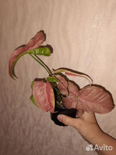 Сингониум неон пинк