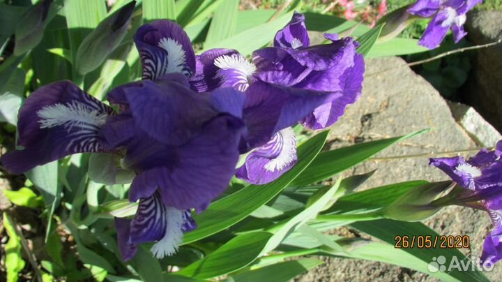 Ирис кровельный