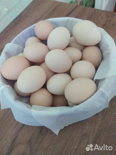 Домашние куриные яйца