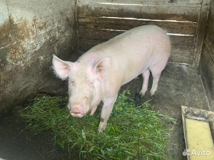 Продаю хряка