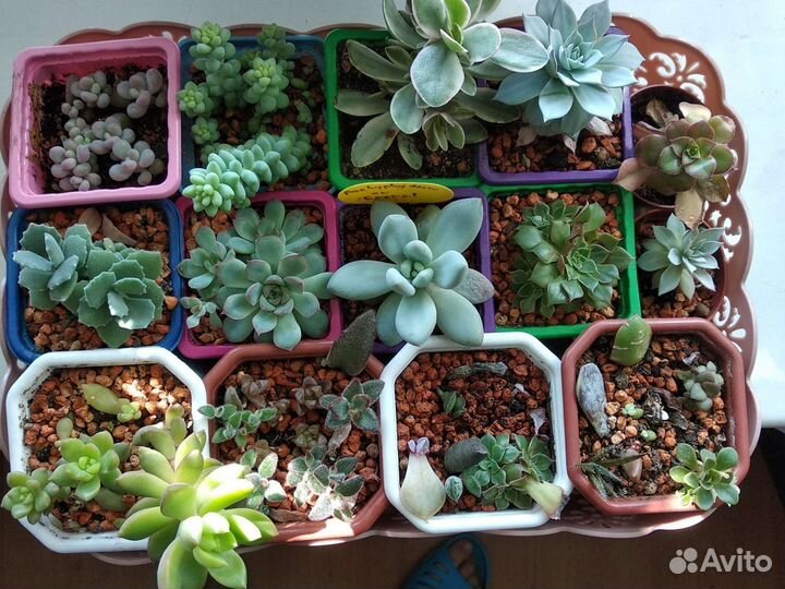 Комнатные цветы, суккуленты, пеларгонии