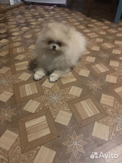 Щенки померанского шпица медвежьего типа