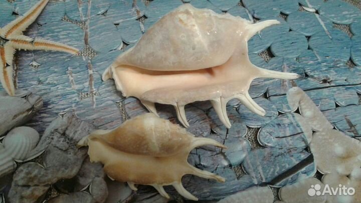Морские раковины. 2штуки