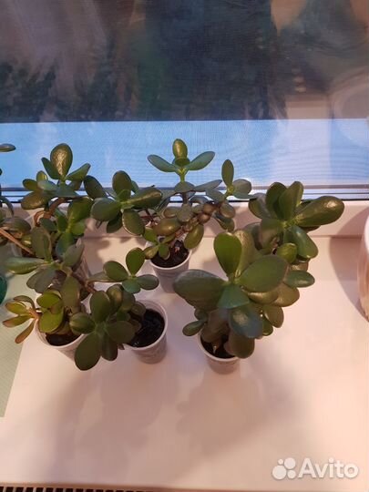 Денежное дерево (Толстянка)